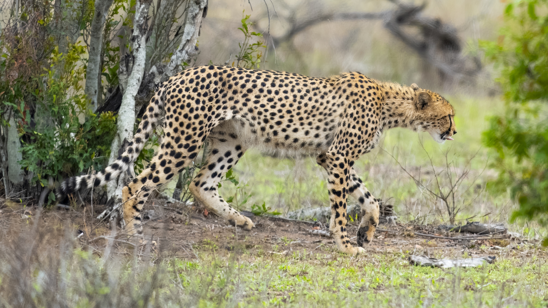 Kruger25 2025 10 31 13 11 42 ILCE 1M2 1282
